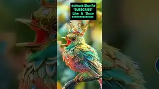 So Beautiful King  Birds