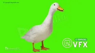 Goose Green Screen Free Animal Chroma Key