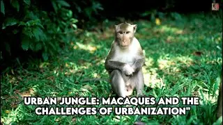 Urban jungle| Macaques and the challenges of urbanization #animalphotography #monkey #wildlife #food