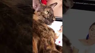 Наблюдает за вороной и бухтит 😁#Несси #ориентальнаякошка #кошка