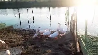 # 53 Краткий  обзор - птичье царство 
