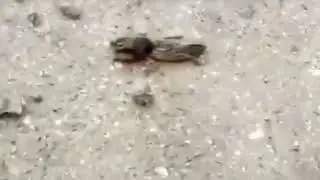 Ебать какой то полурак полухуй