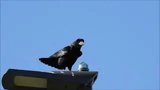 Rook singing at Nightingale Ponds