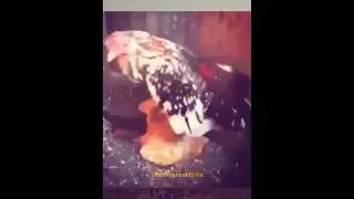 memeabsurdyangadadiinternet