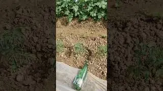 Krastavci, Paradajz, Krompir