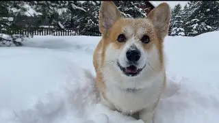 Корги Максяш злится !!!