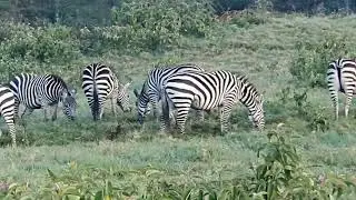 동물들은 어디에? 케냐 사파리 투어. Kenya Nakuru safari tour.
