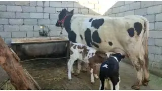 СРОЧНО ФРУШИ ДУГОНИК ЗОЙДАЙ 26 января 2022 г.