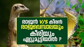 രാജൻ V/S കീരൻ ; രാജവെമ്പാലയും കീരിയും ഏറ്റുമുട്ടിയാൽ ? ജയം ആർക്കൊപ്പം || KING COBRA VS MANGOOSE
