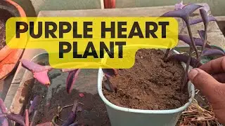PURPLE HEART PLANT | Green Rooftop
