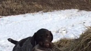 Охота на гуся с дратхааром