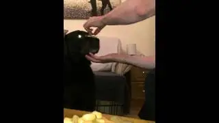 Dog Biscuit Balancing Challenge