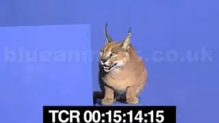 Larry the caracal safe and sound