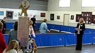 Bella's Novice Obedience Trial