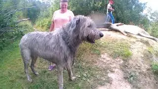 Русская псовая борзая