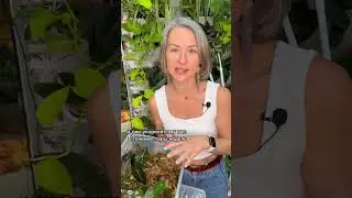 МОХ СФАГНУМ / зачем он цветоводам? Подробное видео смотрите на моем канале ♥️