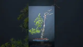 Making Bonsai from Cedar of Lebanon