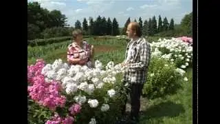 Сад и огород. Флоксы (1)