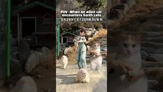 Dancing with my cat friends😻🕺💃고양이친구들이랑 댄스댄스😻🕺💃 #lechat #tiktok #dance #shorts #edm