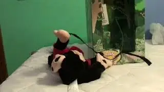 Gemmy Spanky the Humping Monkey Unboxing & Review