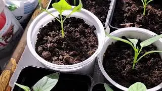 МОИ БУДНИ/ Мою окна/Сырники с манкой😋🔥