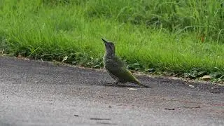 Gröngöling / Green Woodpecker