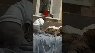 Мурзик и Бингус