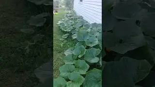 #shorts #squash#kalabasa. My kalabasa plant