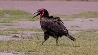 Southern Ground Hornbill | AQ Fun
