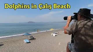 Dolphins in Çalış