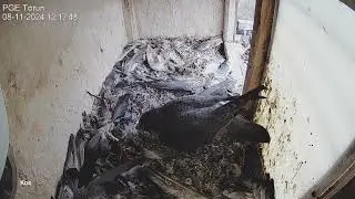 Sokół wędrowny PGE Toruń - Wizyta samca 5CB 🤩