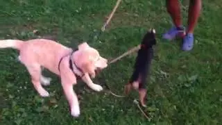 Lulu and Haru