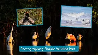 Florida Bird & Wildlife photography Part 1. Photographing Herons, Spoonbills, Ibises & so much more!