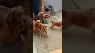 Spending a Day Playing with Golden Retrievers Outdoors #GoldenRetrievers #OutdoorFun...