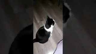 ЛЮБИМЧИК ШАНДИ!!!