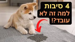 חינוך גורים לצרכים - איך לחנך את הכלב לעשות צרכים בחוץ?