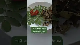 🌿 Листья рябины