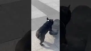Кто себя выразил в спорте, тот молодец 😃🛹🐶