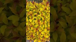 SPIRAEA JAPONICA “MAGIC CARPET” ВЕСНОЙ💚 