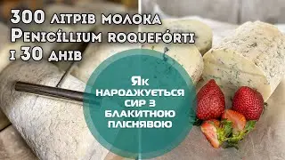 Як народжується сир з блакитною пліснявою