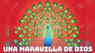 PAVO REAL - UNA MARAVILLA DE DIOS