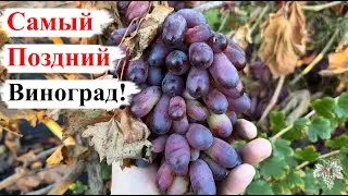 Самый ПОЗДНИЙ СОРТ! Виноград МАНИКЮР ФИНГЕР!