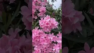 🌿✨ Освоение Олеандров в ландшафтном дизайне Green Space