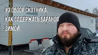 #3 Обзор скотника. Как содержать баранов зимой