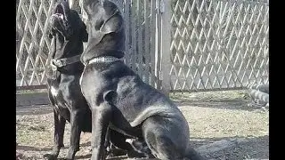Кане Корсо | Cane Corso