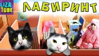 Смешные коты Новогодний Лабиринт для кошек Два КОТА Кожик и Компот проходят ЛАБИРИНТ  \ LizaTube