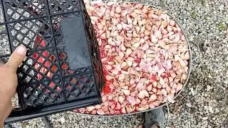 Подготовка и посадка чеснока