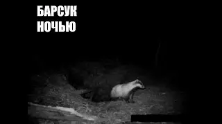 Прогулка по лесу / Барсук ночью