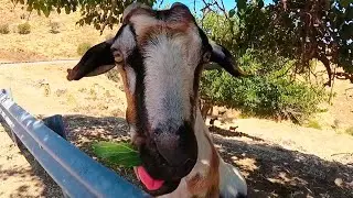 GOATS FEEDING funny goat feeging