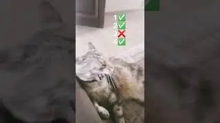 Знаешь тренды 2024? #cat #тренды
